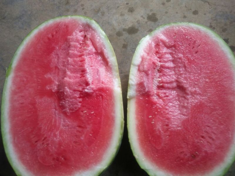 陕西蒲城西瓜大量供应
