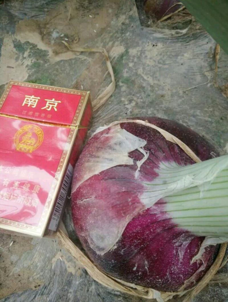 紫皮洋葱80以上，丰县沛县中间处，放种发展2千亩