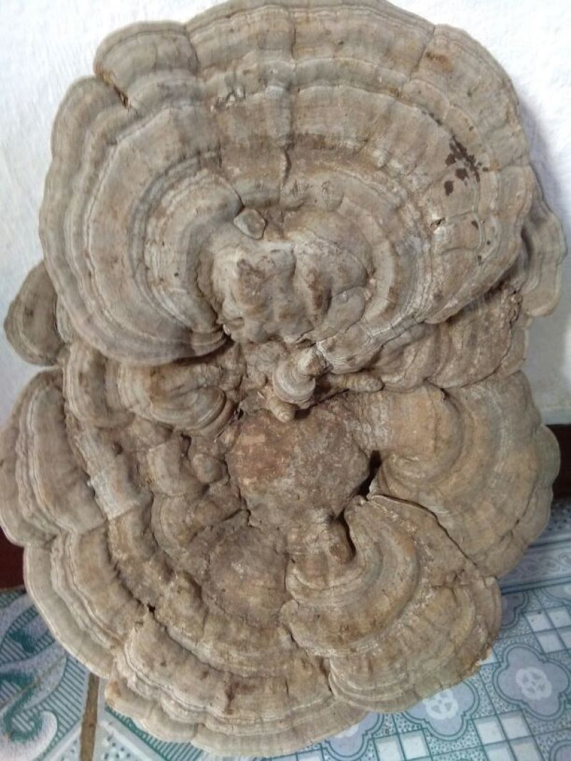 野生平盖灵芝统货5斤包邮