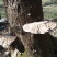 野生平盖灵芝统货5斤包邮