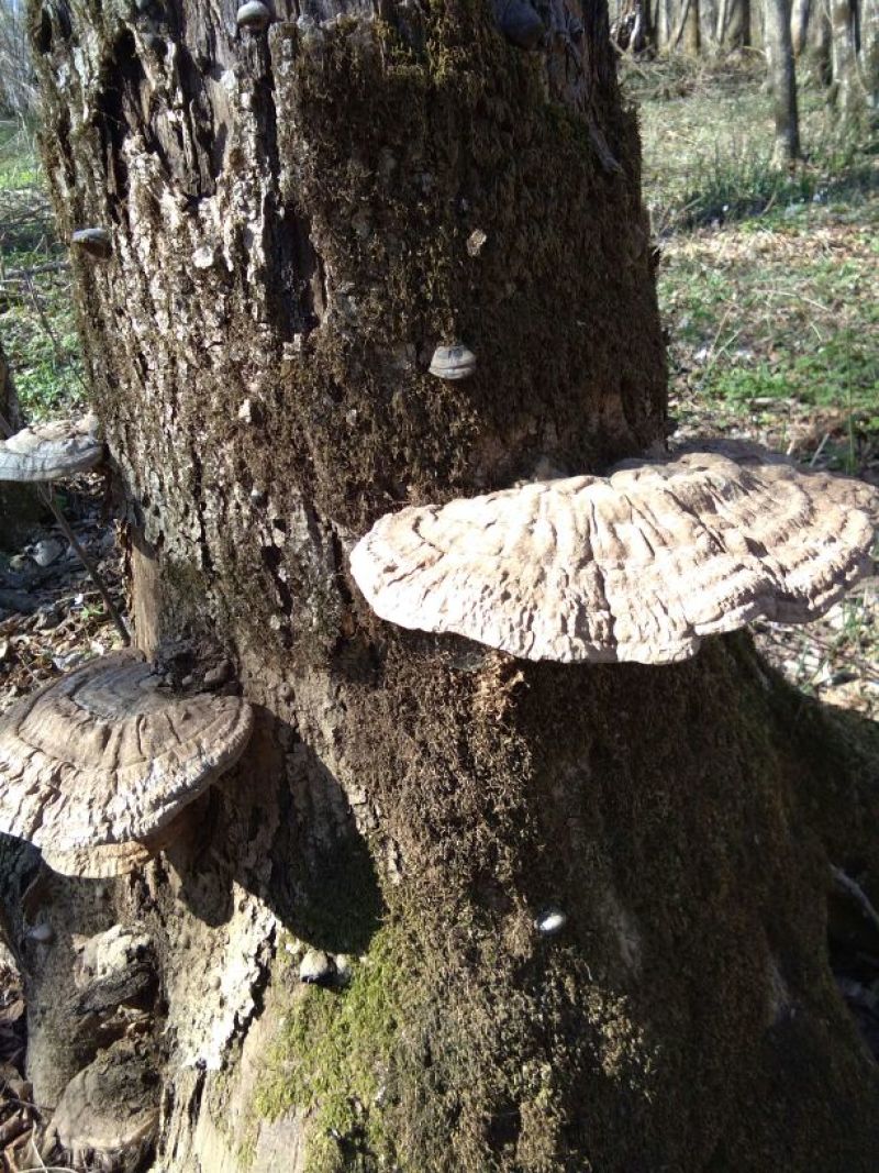 野生平盖灵芝统货5斤包邮