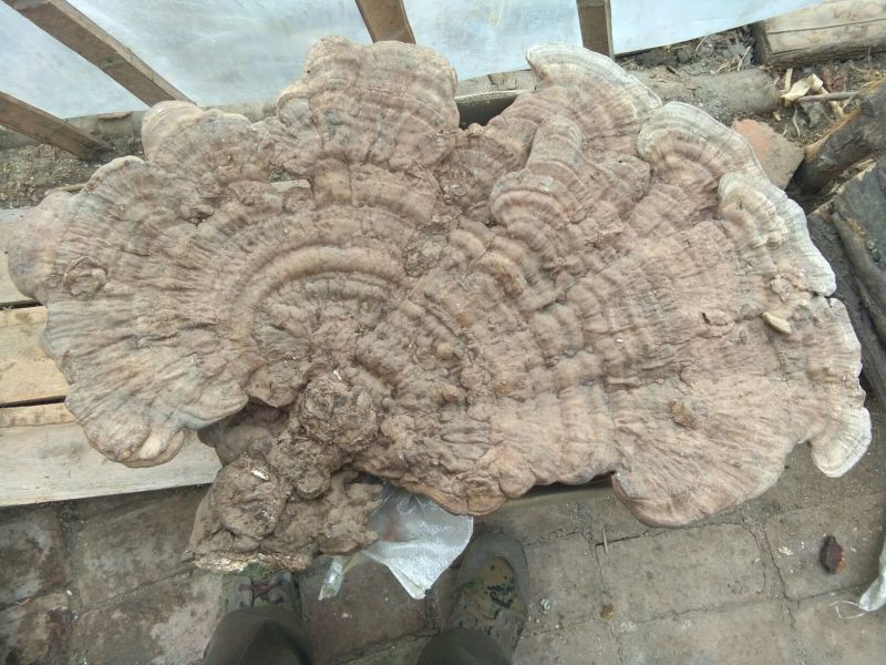 野生平盖灵芝统货5斤包邮