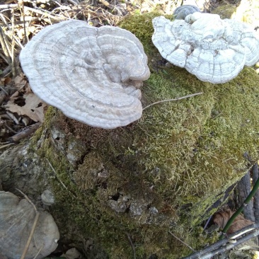 野生平盖灵芝统货5斤包邮