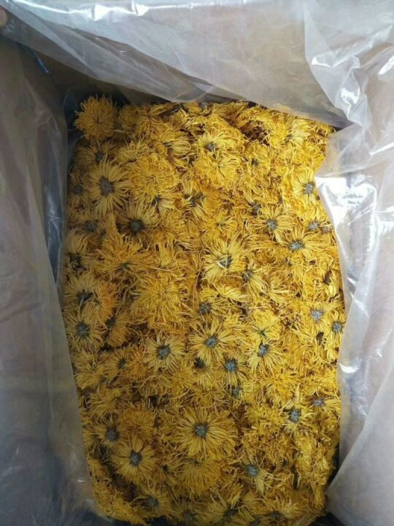 金丝皇菊