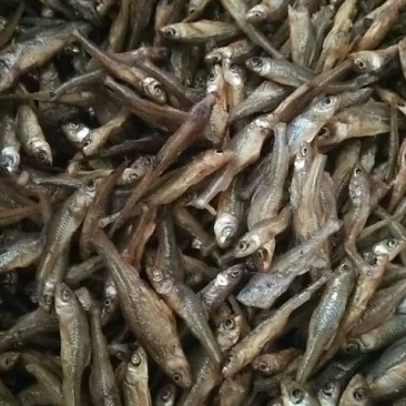 优质大虾，精品干鱼大量上新
