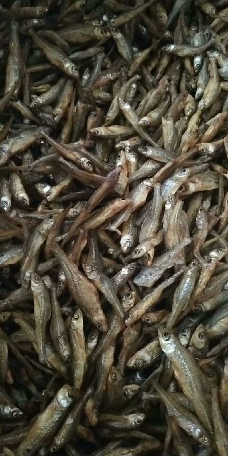 优质大虾，精品干鱼大量上新