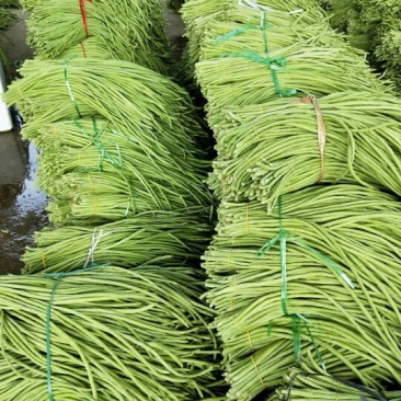 广西南宁市苏圩镇供应长豆角质量好价格合理