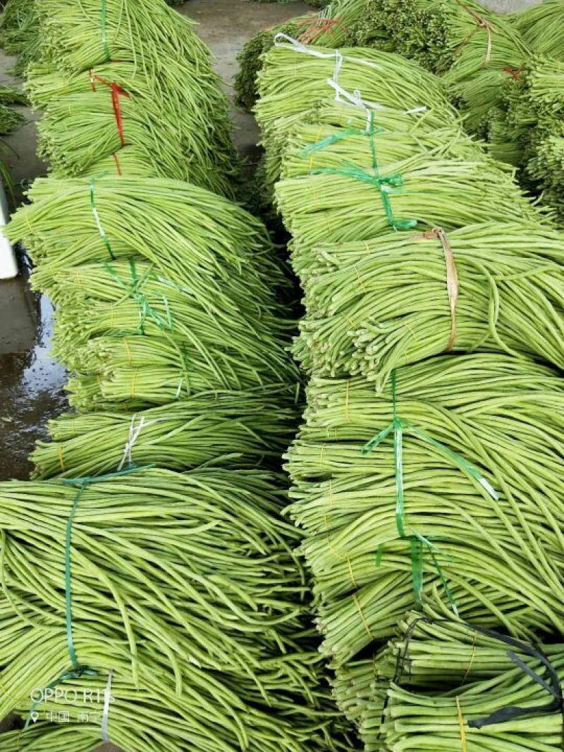 广西南宁市苏圩镇供应长豆角质量好价格合理