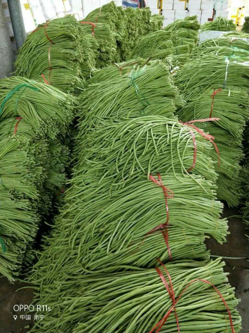 广西南宁市苏圩镇供应长豆角质量好价格合理