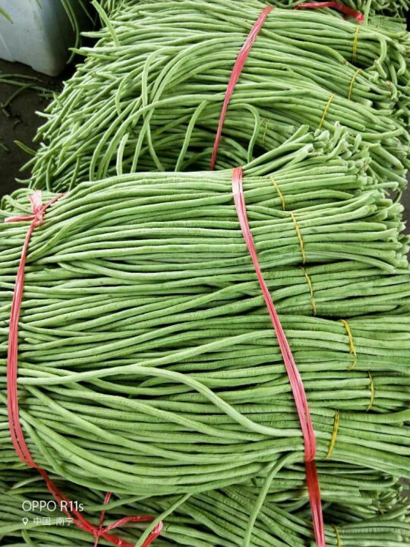广西南宁市苏圩镇供应长豆角质量好价格合理