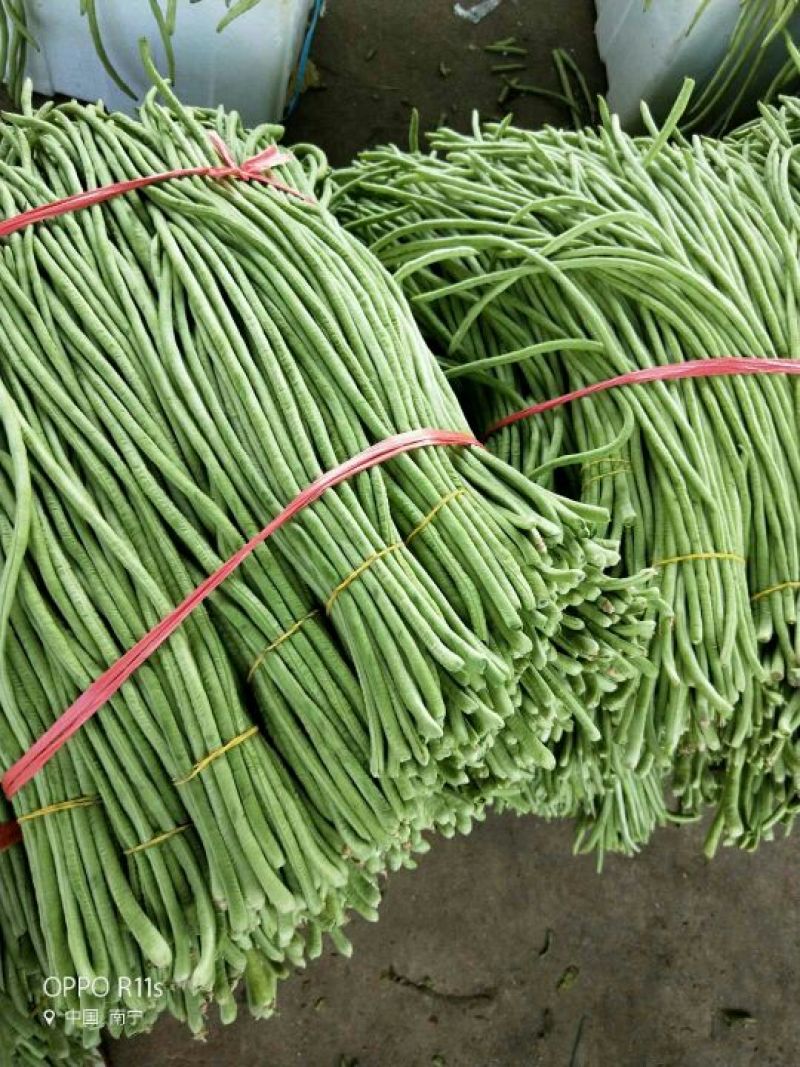 广西南宁市苏圩镇供应长豆角质量好价格合理