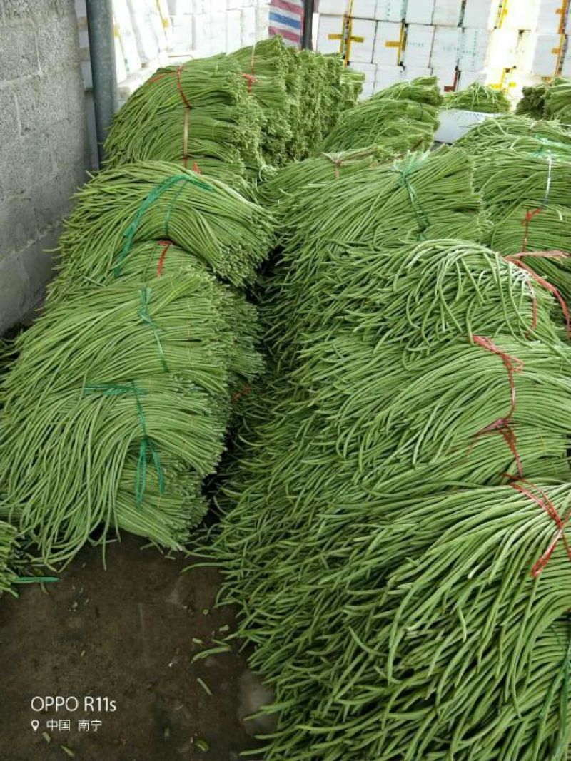 广西南宁市苏圩镇供应长豆角质量好价格合理