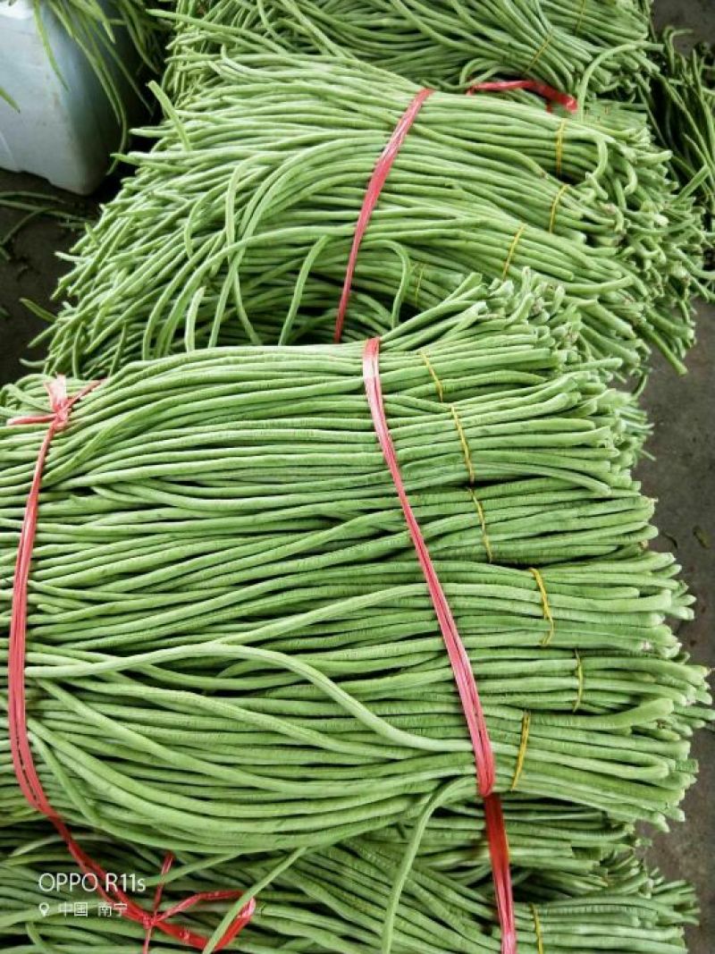 广西南宁市苏圩镇供应长豆角质量好价格合理
