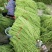 广西南宁市苏圩镇供应长豆角质量好价格合理