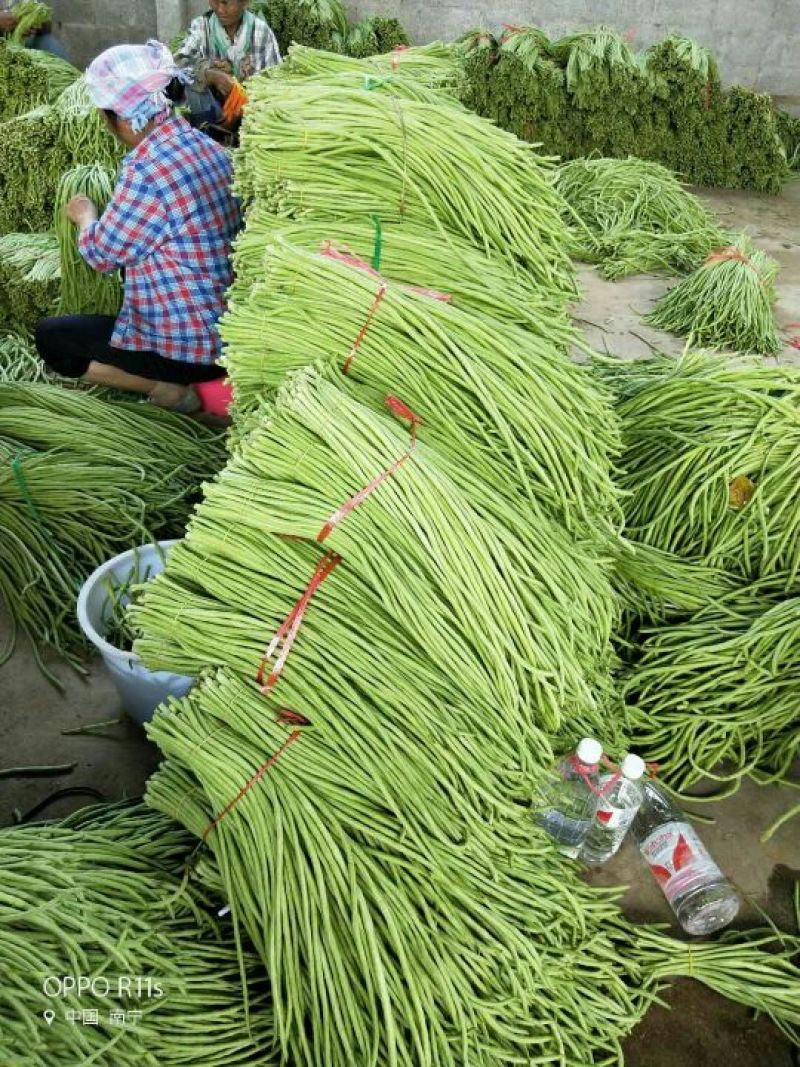 广西南宁市苏圩镇供应长豆角质量好价格合理