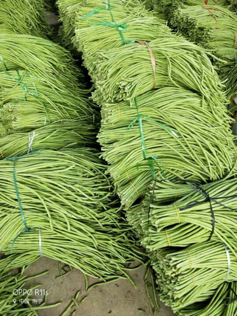 广西南宁市苏圩镇供应长豆角质量好价格合理