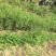 桃树苗60~70cm