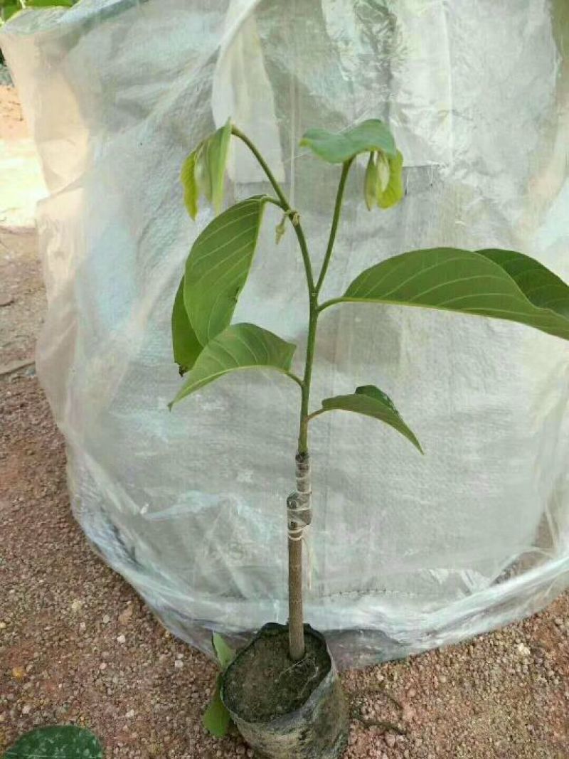凤梨释迦果苗番荔枝苗正品嫁接苗