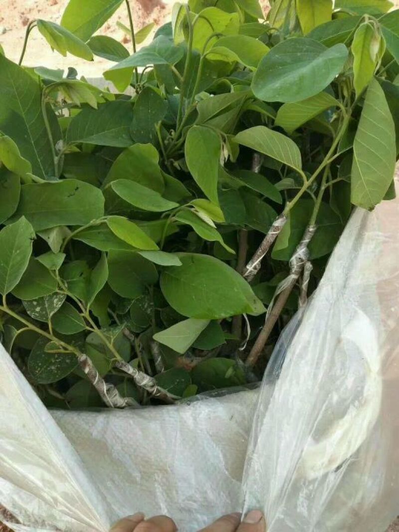 凤梨释迦果苗番荔枝苗正品嫁接苗