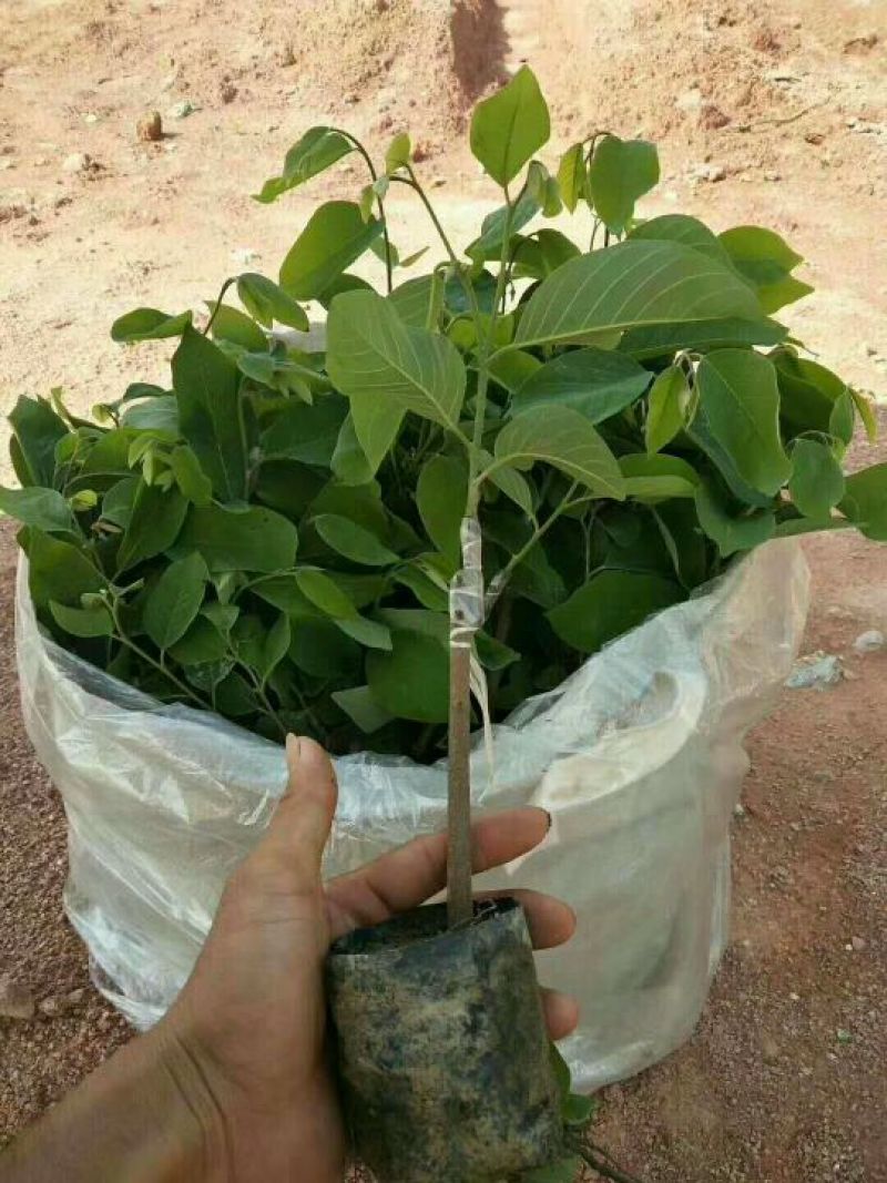 凤梨释迦果苗番荔枝苗正品嫁接苗