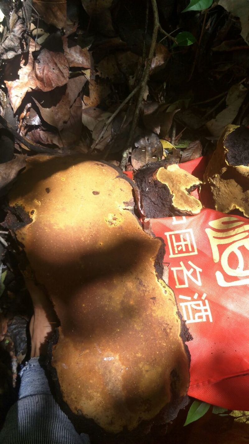 野生桑树桑黄