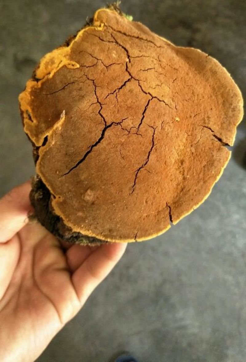 野生桑树桑黄