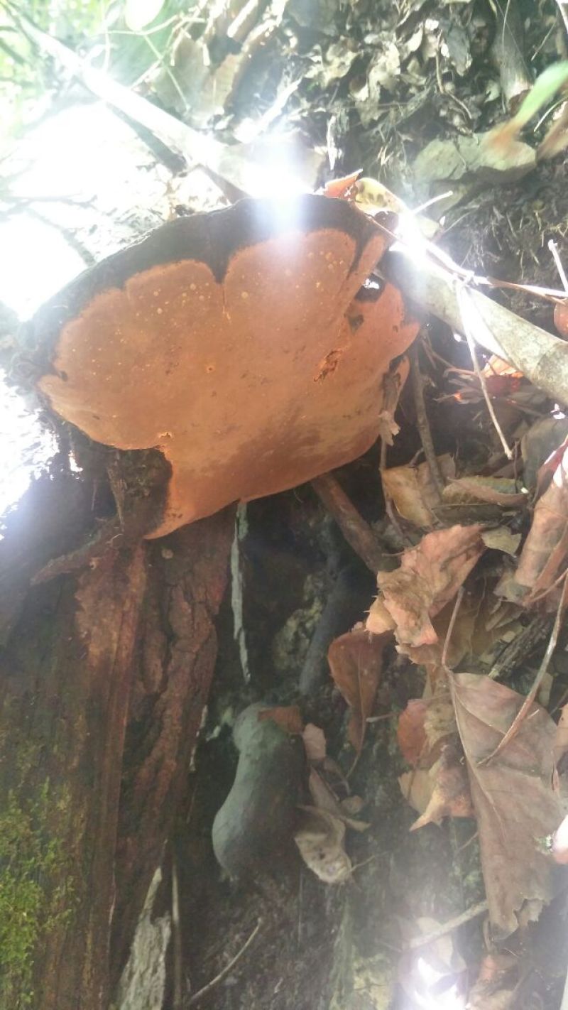 野生桑树桑黄