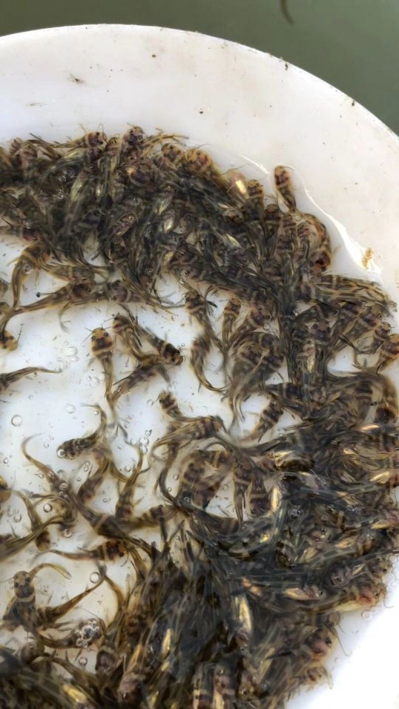 黄颡鱼苗黄辣丁黄骨鱼苗