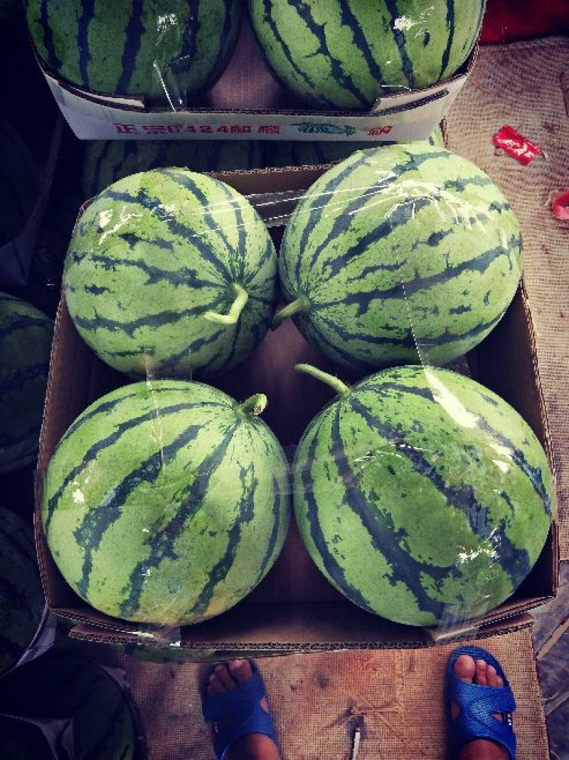湖南精品8424。产地一手货源，质量保证到底，可视频看瓜