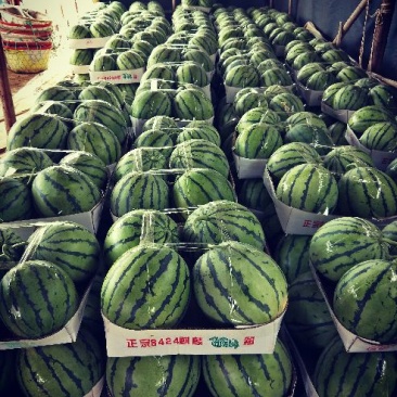湖南岳阳8424麒麟西瓜，产地直销，量大可优
