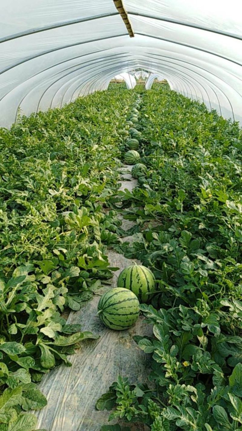 湖南岳阳8424麒麟西瓜，产地直销，量大可优