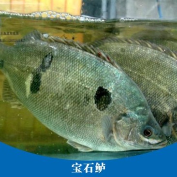澳洲宝石鲈鱼苗宝石斑鱼苗热带鲈鱼无小刺.技术指导收购