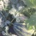 甜王西瓜