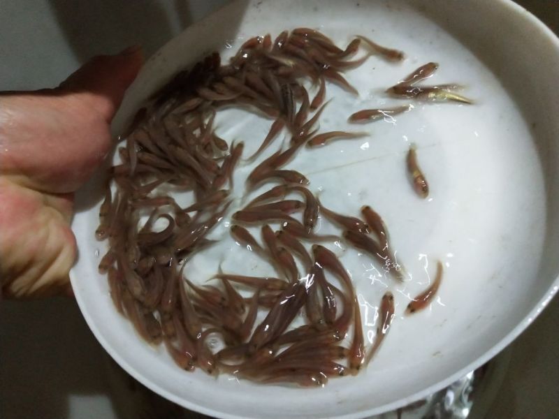 黑鱼苗，杂交黑鱼苗，乌鱼苗基地直供杂交生鱼苗饲料养殖