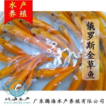 黄金草鱼苗批发，金丝鲩鱼苗，俄罗斯金草鱼，基地直供技术