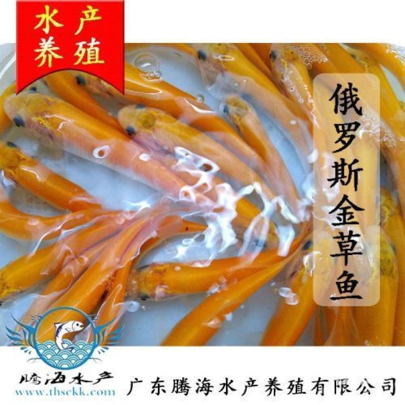 黄金草鱼苗批发，金丝鲩鱼苗，俄罗斯金草鱼，基地直供技术