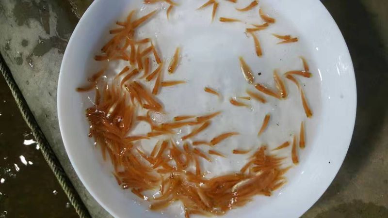 黄金草鱼苗批发，金丝鲩鱼苗，俄罗斯金草鱼，基地直供技术