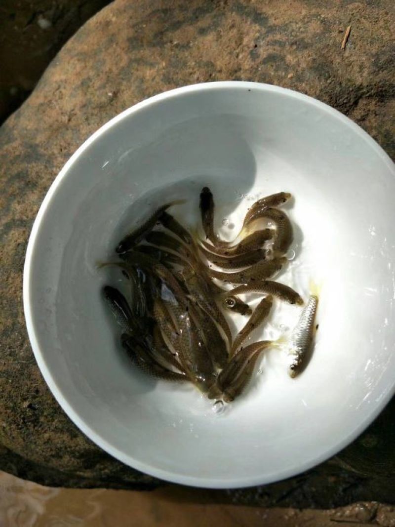 军鱼苗批发光倒刺耙鱼苗青竹鲩鱼苗坑坚鱼苗批发