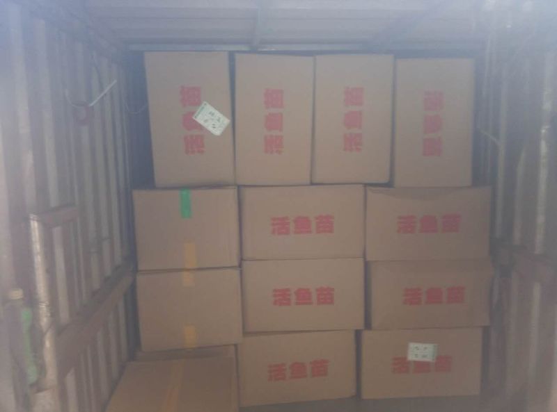 军鱼苗批发光倒刺耙鱼苗青竹鲩鱼苗坑坚鱼苗批发