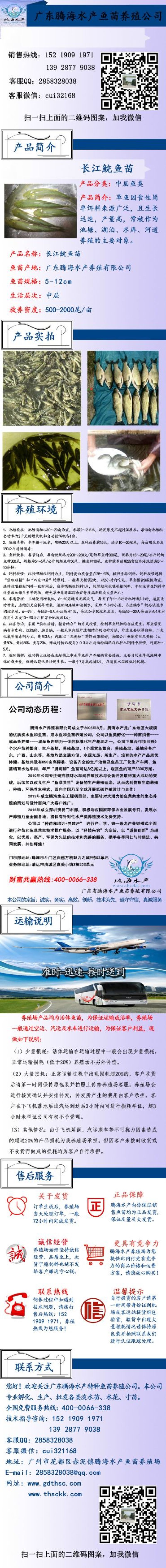 军鱼苗批发光倒刺耙鱼苗青竹鲩鱼苗坑坚鱼苗批发