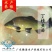 丁桂鱼苗（丁岁鱼苗）批发，绿丁贵苗~基地直供~技术指导