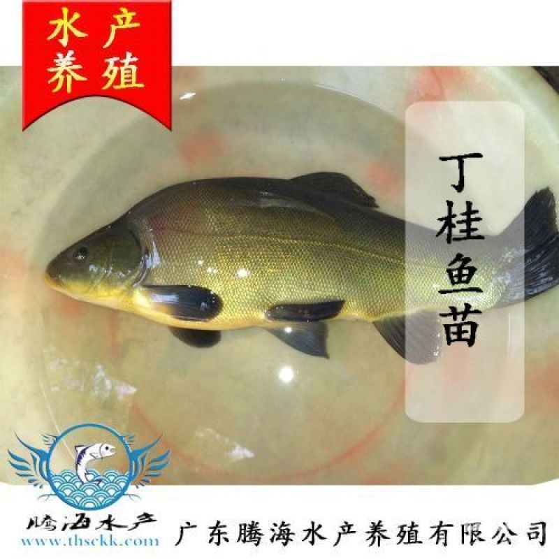 丁桂鱼苗（丁岁鱼苗）批发，绿丁贵苗~基地直供~技术指导