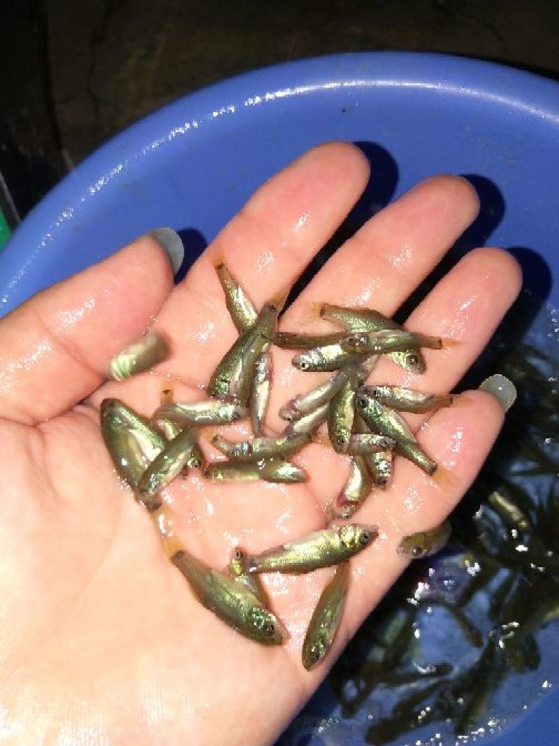 丁桂鱼苗（丁岁鱼苗）批发，绿丁贵苗~基地直供~技术指导