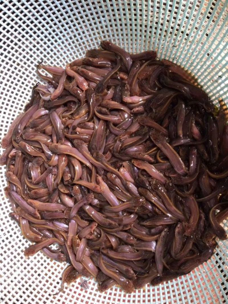 土鲶鱼苗塘角鱼苗本地土塘鲺八须胡子鲶鱼苗