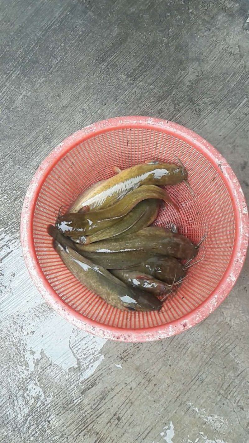 土鲶鱼苗塘角鱼苗本地土塘鲺八须胡子鲶鱼苗