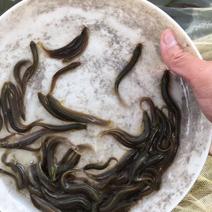 台湾泥鳅人工养殖3~5cm