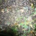 蟾蜍20万只养殖蟾50克