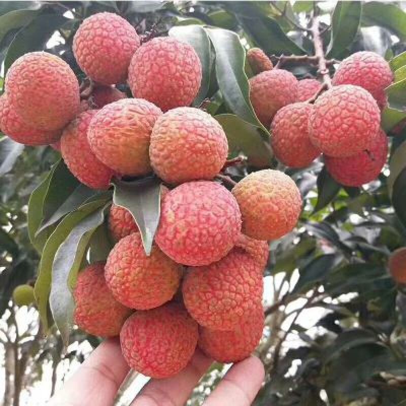 高州白糖罂荔枝产地直销现摘现发（整车发货）