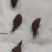 蚁狮