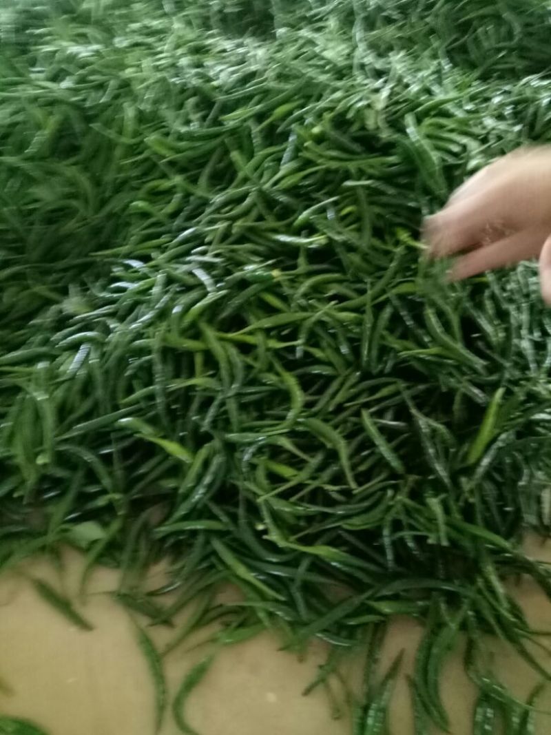 青红指天椒